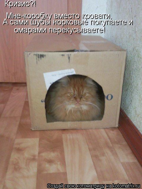 Котоматрица: Кризис?! Мне-коробку вместо кровати, А сами шубы норковые покупаете и омарами перекусываете!