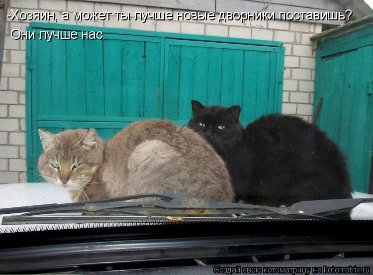 Котоматрица: -Хозяин, а может ты лучше новые дворники поставишь? Они лучше нас.