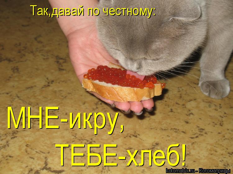 Так,давай по честному: МНЕ-икру, ТЕБЕ-хлеб!... Котоматрица: Так,давай по честному: МНЕ-икру, ТЕБЕ-хлеб!