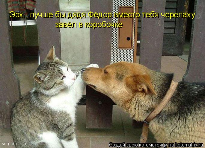 Ээх.. лучше бы дядя Фёдор вместо тебя черепаху завёл в коробочке... Котоматрица: Ээх.. лучше бы дядя Фёдор вместо тебя черепаху завёл в коробочке
