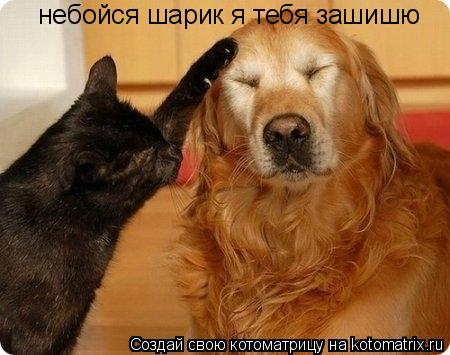 небойся шарик я тебя зашишю... Котоматрица: небойся шарик я тебя зашишю