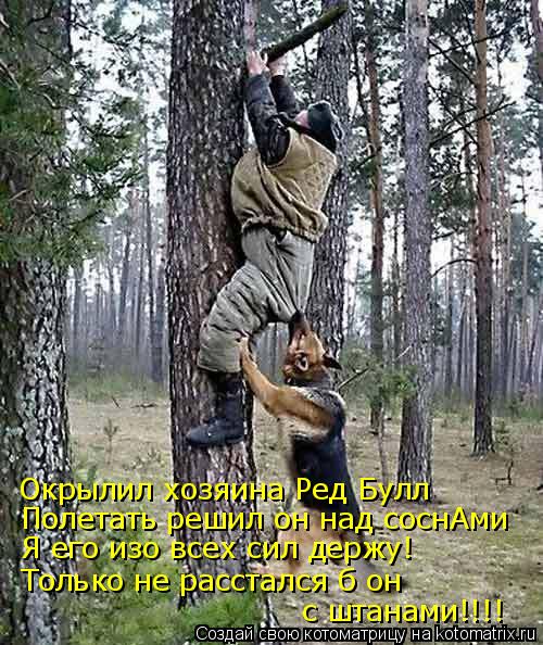 Котоматрица: Окрылил хозяина Ред Булл с штанами!!!! Полетать решил он над соснАми Я его изо всех сил держу! Только не расстался б он