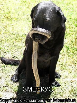 Котоматрица: ЗМЕЕКУС