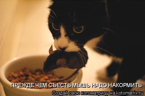 Котоматрица: ПРЕЖДЕ ЧЕМ СЪЕСТЬ МЫШЬ НАДО НАКОРМИТЬ