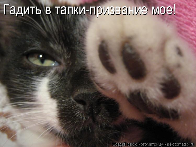 Котоматрица: Гадить в тапки-призвание мое!
