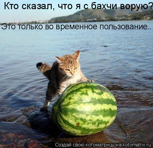 Котоматрица: Кто сказал, что я с бахчи ворую?  Это только во временное пользование..