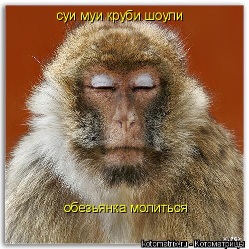 суи муи круби шоули обезьянка молиться... Котоматрица: суи муи круби шоули обезьянка молиться