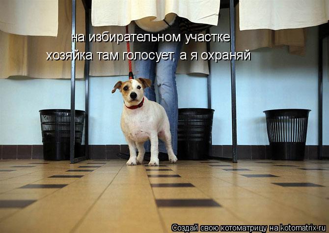 Котоматрица: на избирательном участке хозяйка там голосует, а я охраняй