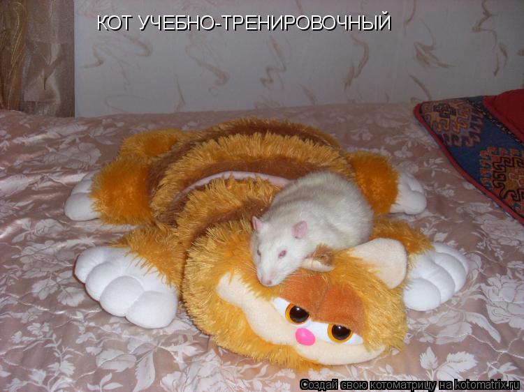 КОТ УЧЕБНО-ТРЕНИРОВОЧНЫЙ... Котоматрица: КОТ УЧЕБНО-ТРЕНИРОВОЧНЫЙ