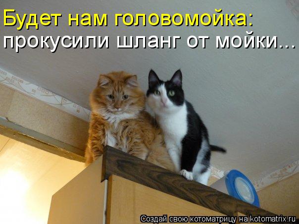 Котоматрица: прокусили шланг от мойки... Будет нам головомойка: