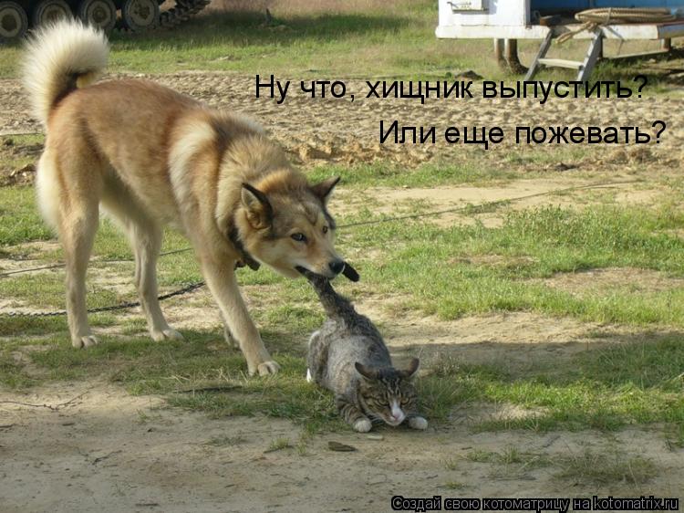 Котоматрица: Ну что, хищник выпустить? Или еще пожевать?