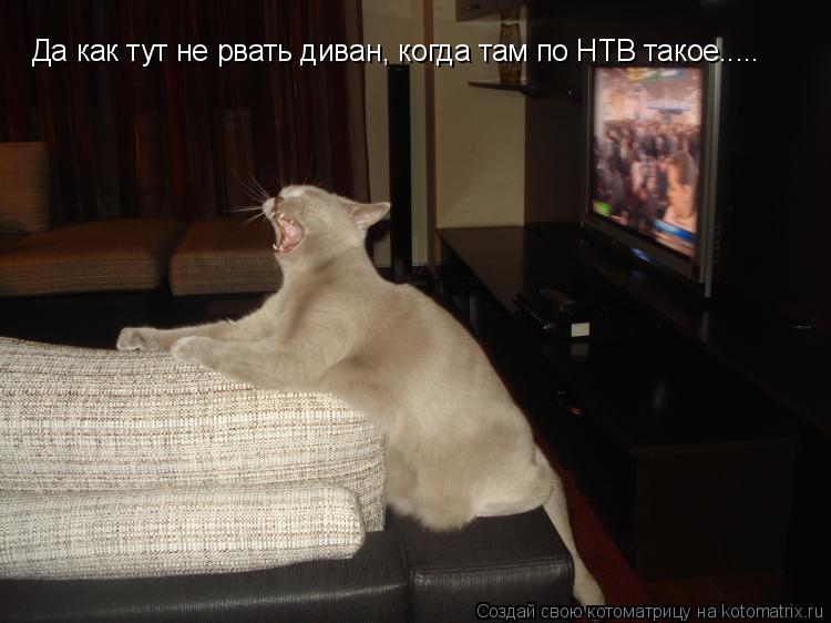 Да как тут не рвать диван, когда там по НТВ такое........ Котоматрица: Да как тут не рвать диван, когда там по НТВ такое.....