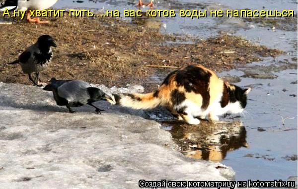 А ну хватит пить....на вас котов воды не напасешься... Котоматрица: А ну хватит пить....на вас котов воды не напасешься