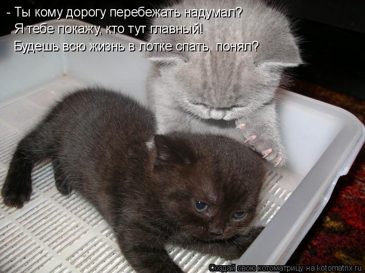 - Ты кому дорогу перебежать надумал? Я тебе покажу, кто тут главный! Будешь всю жизнь в лотке спать... Котоматрица: - Ты кому дорогу перебежать надумал? Я тебе покажу, кто тут главный! Будешь всю жизнь в лотке спать, понял?