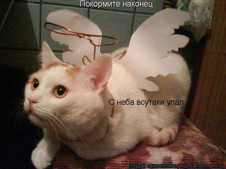 Покормите наконец С неба всутаки упал... Котоматрица: Покормите наконец С неба всутаки упал