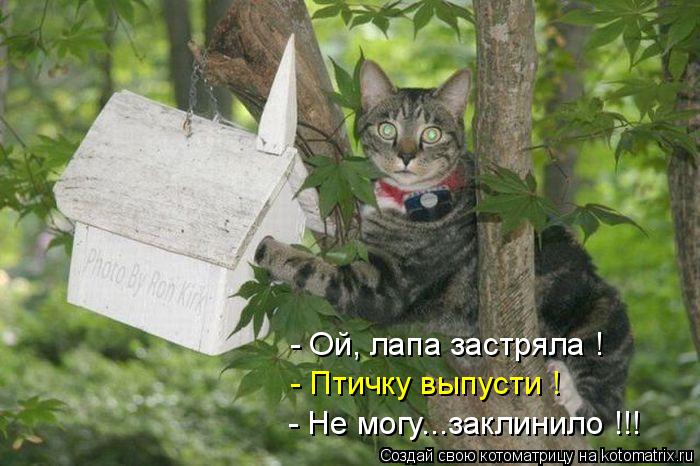 Котоматрица: - Ой, лапа застряла ! - Птичку выпусти ! - Не могу...заклинило !!!