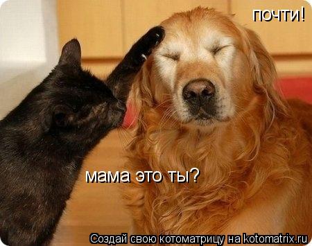Котоматрица: мама это ты? почти!