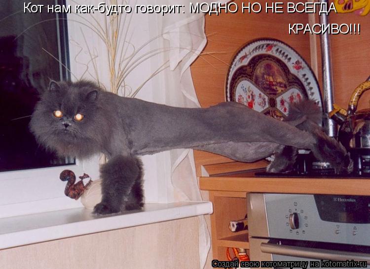 Котоматрица: Кот нам как-будто говорит: МОДНО НО НЕ ВСЕГДА Кот нам как-будто говорит: МОДНО НО НЕ ВСЕГДА КРАСИВО!!!