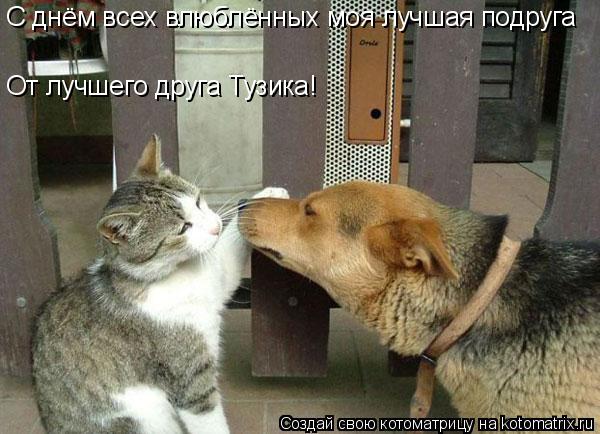 Котоматрица: С днём всех влюблённых моя лучшая подруга От лучшего друга Тузика!