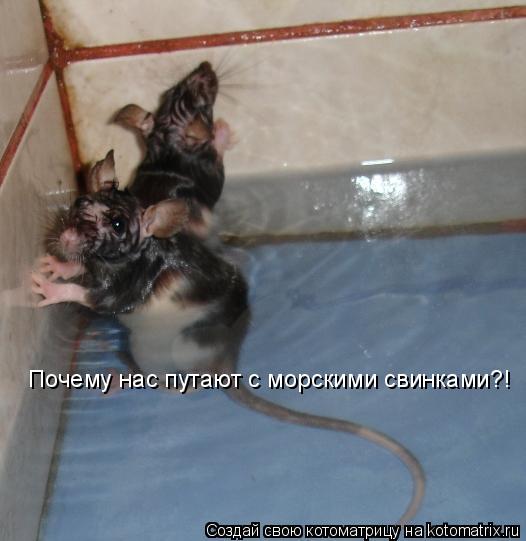 Котоматрица: Почему нас путают с морскими свинками?!