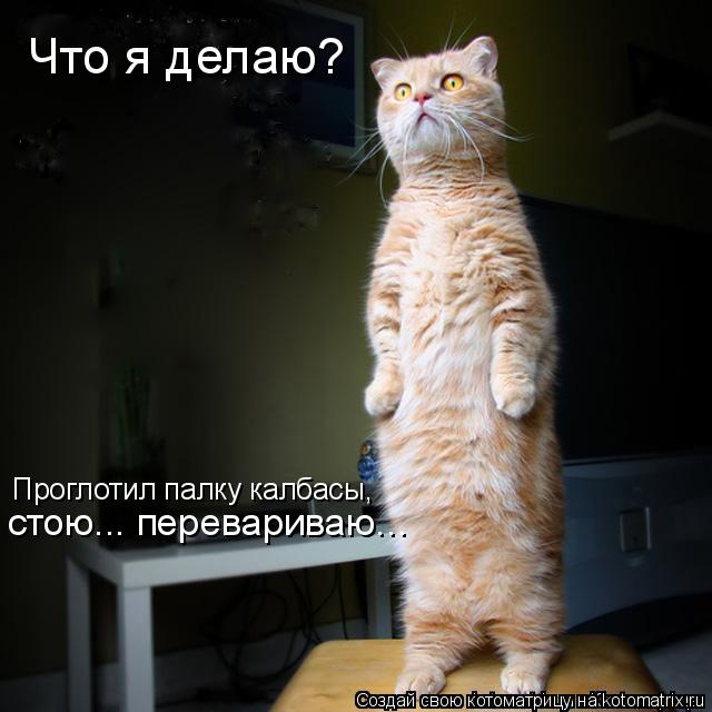 Котоматрица: Что я делаю? Проглотил палку калбасы, стою... перевариваю...