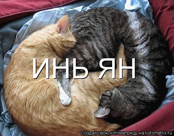 Котоматрица: ИНЬ ЯН