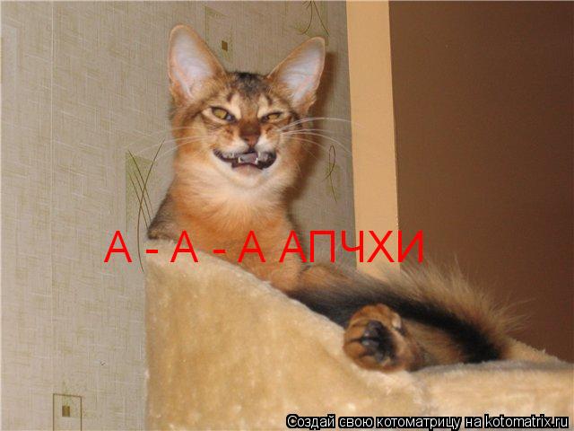 Котоматрица: А - А - А АПЧХИ