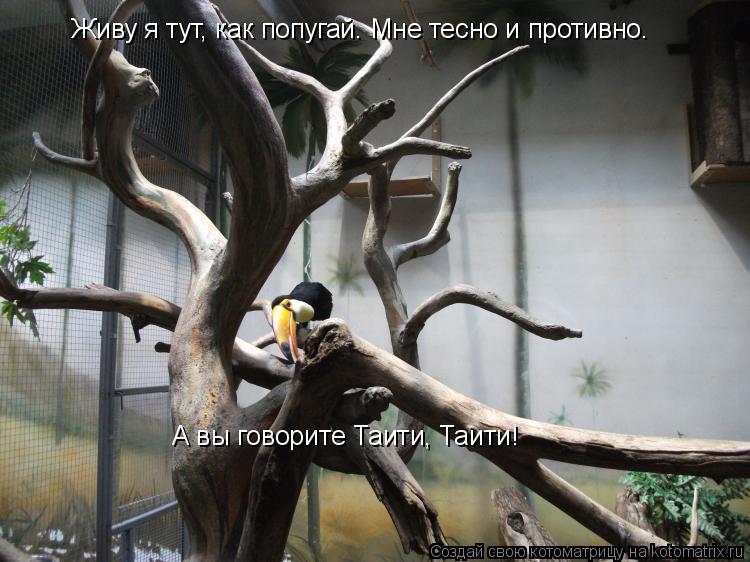 Котоматрица: Живу я тут, как попугай. Мне тесно и противно. А вы говорите Таити, Таити!