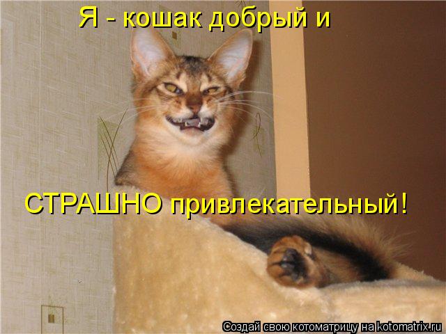Котоматрица: Я - кошак добрый и СТРАШНО привлекательный!