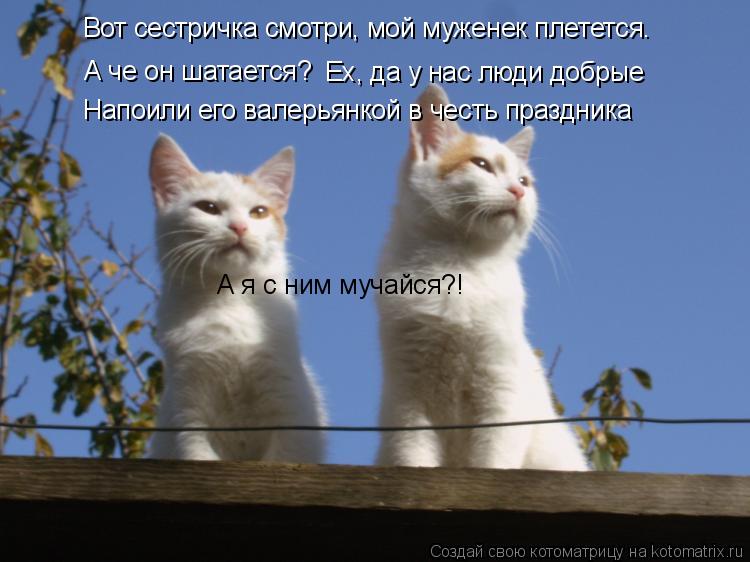 Котоматрица: Вот сестричка смотри, мой муженек плетется.  А че он шатается? Ех, да у нас люди добрые  Напоили его валерьянкой в честь праздника А я с ним му