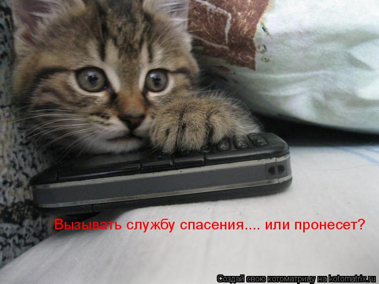 Котоматрица: Вызывать службу спасения.... или пронесет?