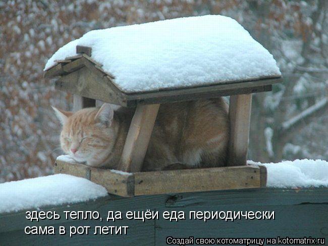 Котоматрица: здесь тепло, да ещёи еда периодически  сама в рот летит
