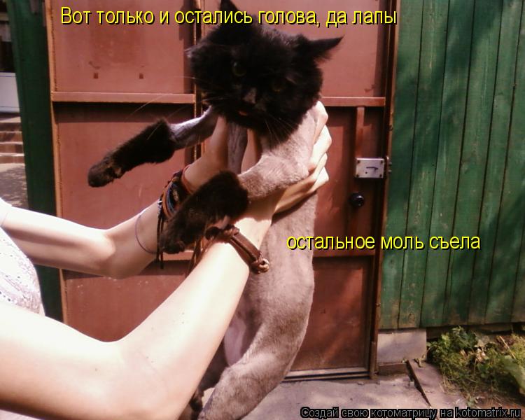 Котоматрица: Вот только и остались голова, да лапы остальное моль съела