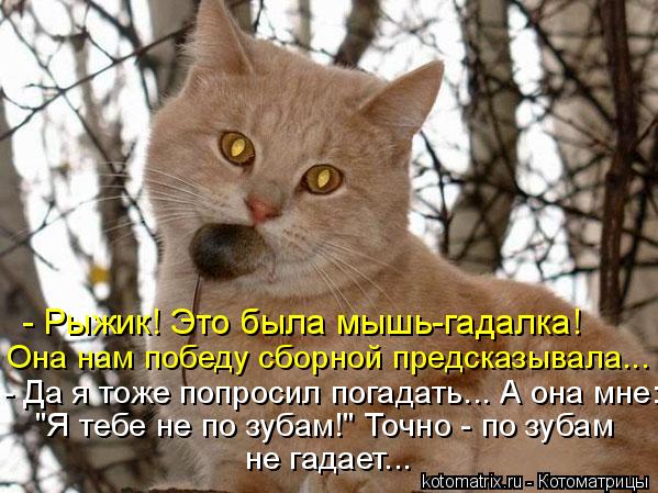 Котоматрица: - Рыжик! Это была мышь-гадалка! Она нам победу сборной предсказывала... - Да я тоже попросил погадать... А она мне: "Я тебе не по зубам!" Точно - по 