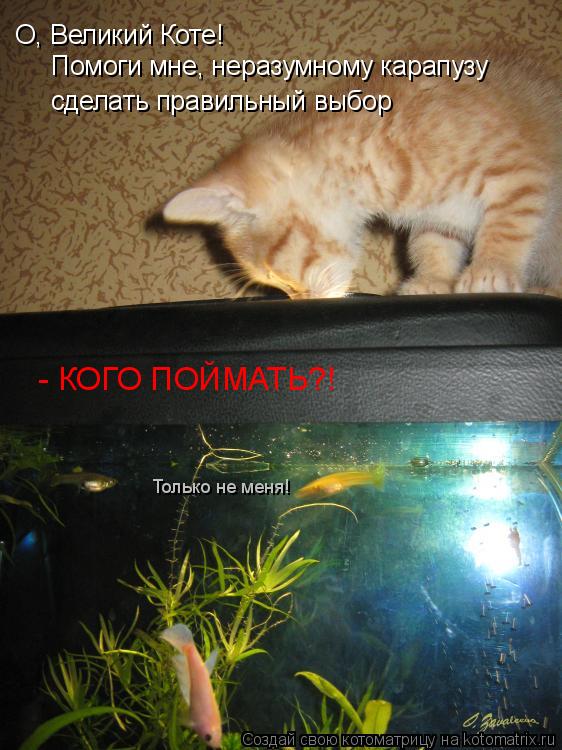 Котоматрица: О, Великий Коте! Помоги мне, неразумному карапузу сделать правильный выбор  - КОГО ПОЙМАТЬ?! Только не меня!