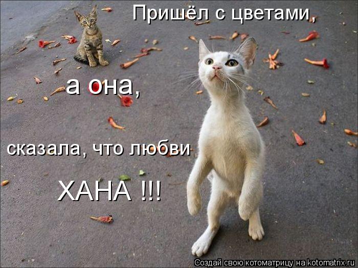 Пришёл с цветами, а она, сказала, что любви ХАНА !!!... Котоматрица: Пришёл с цветами, а она, сказала, что любви ХАНА !!!