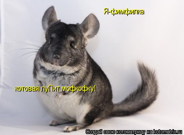 Я-фимфилка котовая луПит мофкофку!... Котоматрица: Я-фимфилка котовая луПит мофкофку!