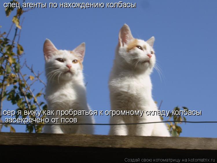 спец агенты по нахождению колбасы сер я вижу как пробраться к огромному складу колбасы засекречено ... Котоматрица: спец агенты по нахождению колбасы сер я вижу как пробраться к огромному складу колбасы засекречено от псов