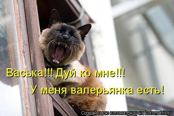 Котоматрица: Васька!!! Дуй ко мне!!! У меня валерьянка есть!