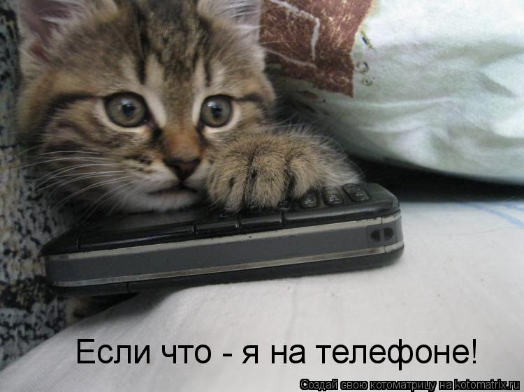 Если что - я на телефоне!... Котоматрица: Если что - я на телефоне!