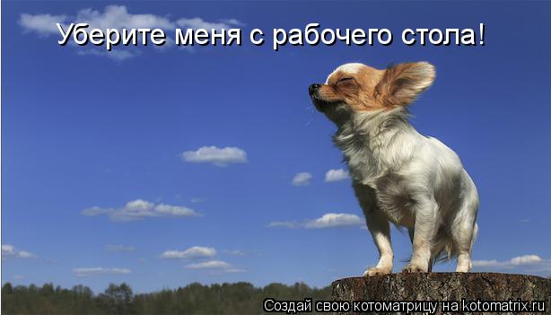 Котоматрица: Уберите меня с рабочего стола!