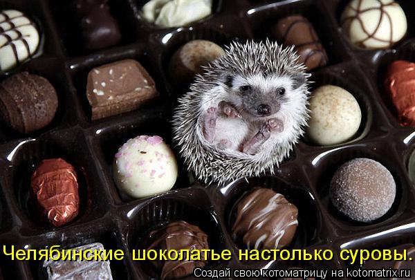 Котоматрица: Челябинские шоколатье настолько суровы...