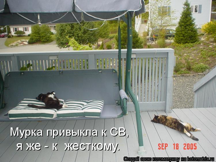 Котоматрица: Мурка привыкла к СВ, я же - к  жесткому.