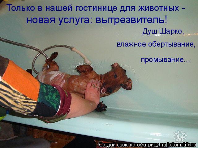 Котоматрица: Только в нашей гостинице для животных -  новая услуга: вытрезвитель! Душ Шарко, влажное обертывание, промывание...