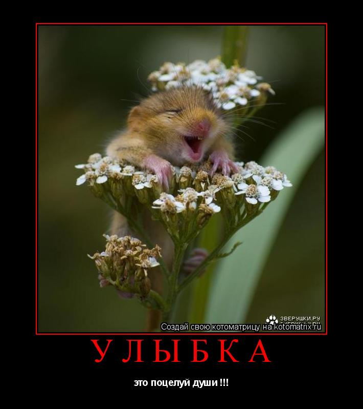 Котоматрица: улыбка это поцелуй души !!!