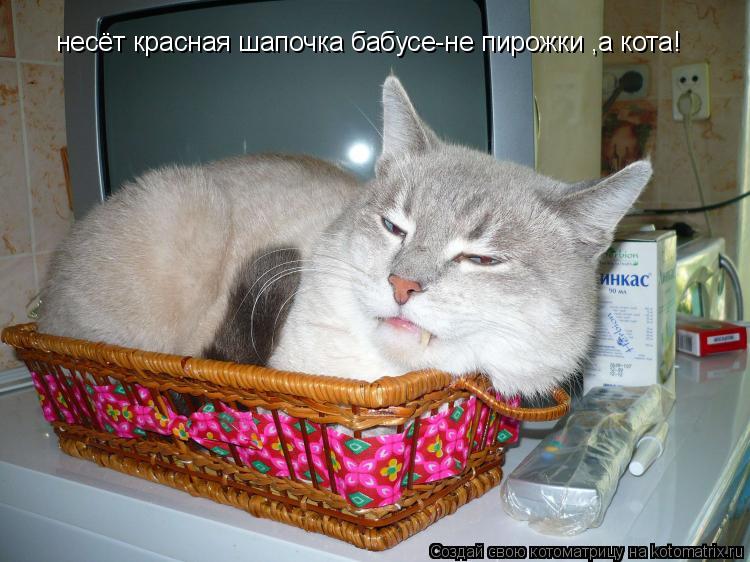 несёт красная шапочка бабусе-не пирожки ,а кота!... Котоматрица: несёт красная шапочка бабусе-не пирожки ,а кота!