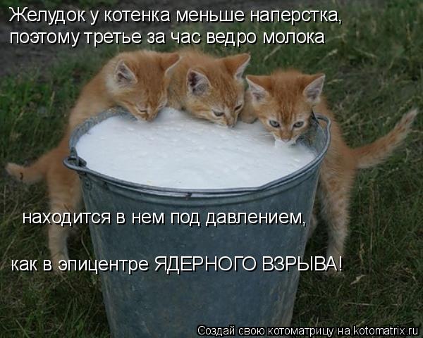 Котоматрица: Желудок у котенка меньше наперстка, поэтому третье за час ведро молока находится в нем под давлением, как в эпицентре ЯДЕРНОГО ВЗРЫВА!