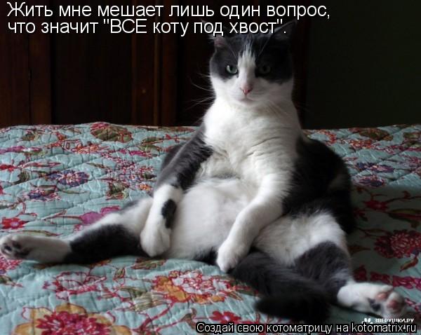 Жить мне мешает лишь один вопрос, что значит "ВСЕ коту под хвост".... Котоматрица: Жить мне мешает лишь один вопрос, что значит "ВСЕ коту под хвост".
