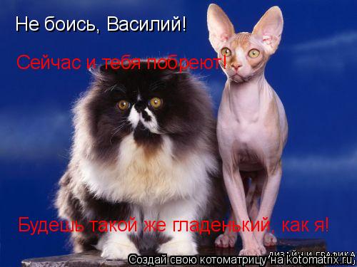 Не боись, Василий! Сейчас и тебя побреют! Будешь такой же гладенький, как я!... Котоматрица: Не боись, Василий! Сейчас и тебя побреют! Будешь такой же гладенький, как я!