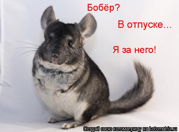 Бобёр? В отпуске... Я за него!... Котоматрица: Бобёр? В отпуске... Я за него!